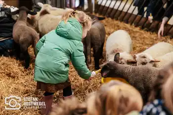 Lammetjes dagen – foto 2