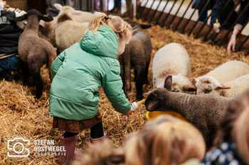 Stefan Oostwegel Fotografie - Lammetjes dagen