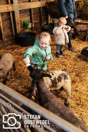 Stefan Oostwegel Fotografie - Lammetjes dagen